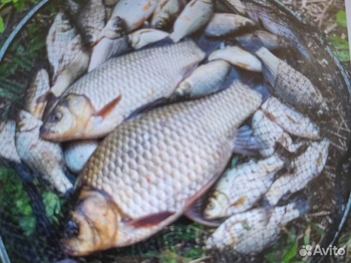 Рыба для пруда