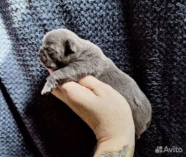 Голубые курносики