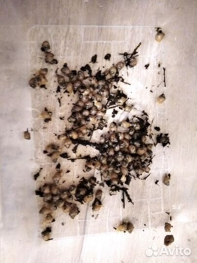 Улитки Ахатины