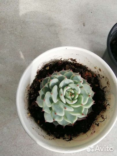 Суккуленты, эхеверии кубик фрост