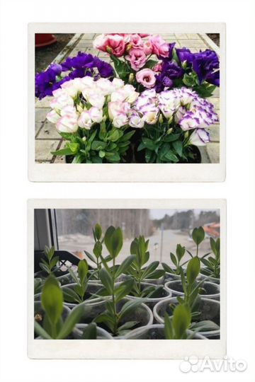 Многолетники для сада цветы