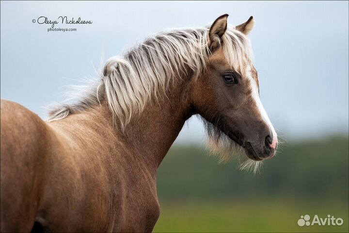 Кобыла пони-класс 2021г.р