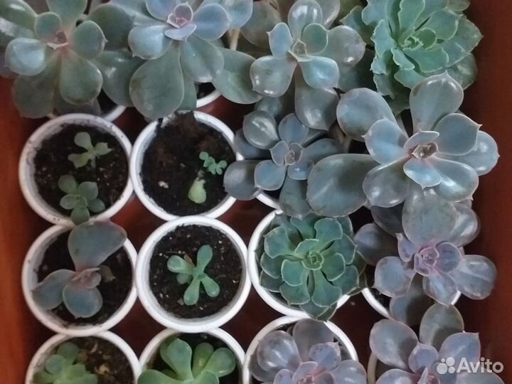 Суккуленты,декабрист