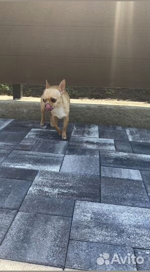 Тротуарная плитка Propress с гарантией