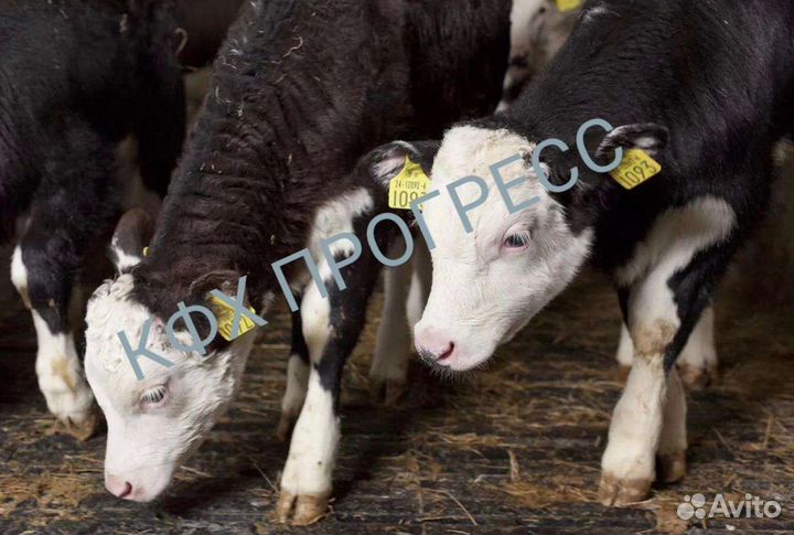 Телята бычки