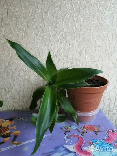 Растение золотой ус