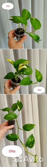 Сциндапсусы/Эпипремнумы