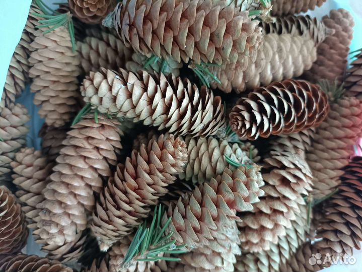 Шишки еловые