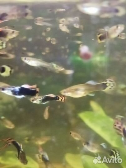 Аквариумные рыбки