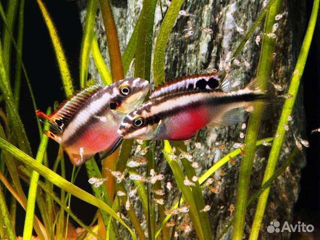 Пельвикахромис пульхера