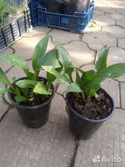 Многолетники для сада