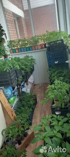 Рассада помидор и перцев