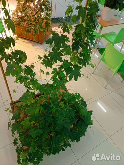 2 растения цветущей, плодоносящей Момордики