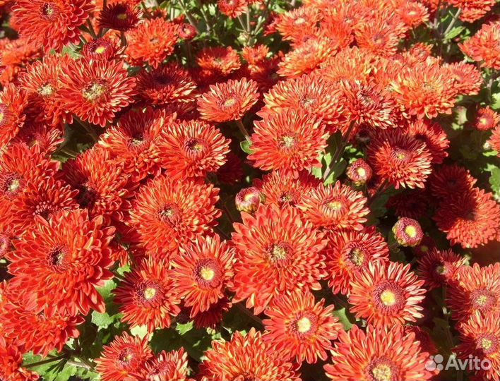 Мультифлора