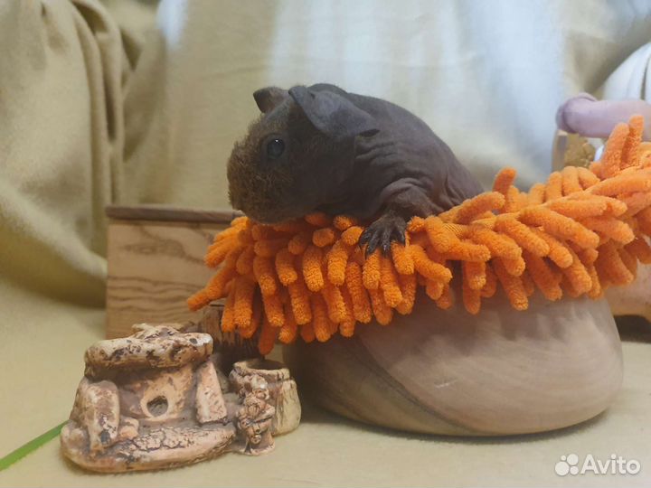 Морская свинка Скинни