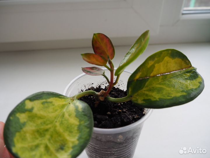 Хойя аустралис лиза