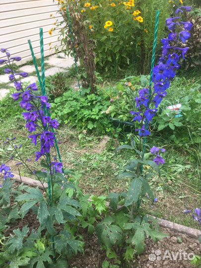 Многолетние садовые цветы