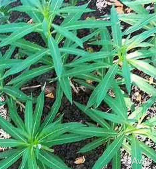 Иван Чай Саженцы с корнями