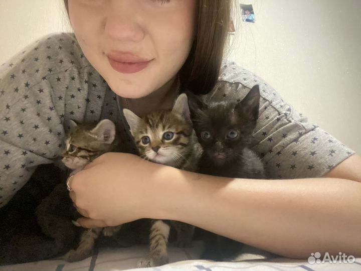 Котята бесплатно
