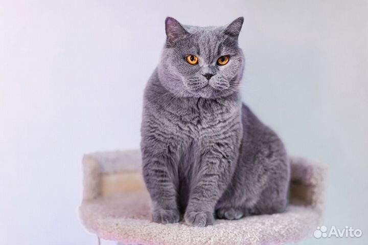 Британский королевский котенок Мурзий