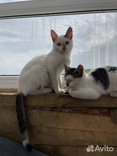 Котята в добрые руки бесплатно