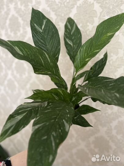 Спатифиллум даймонд