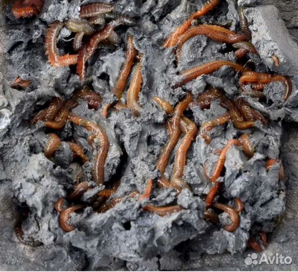 Морской червь