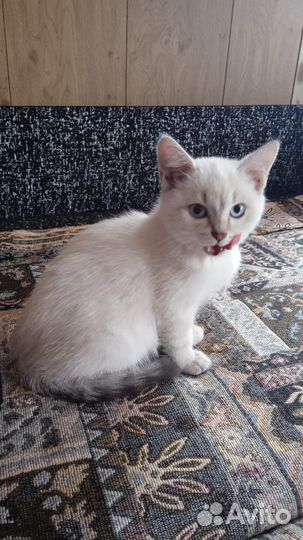 Кошечка бесплатно