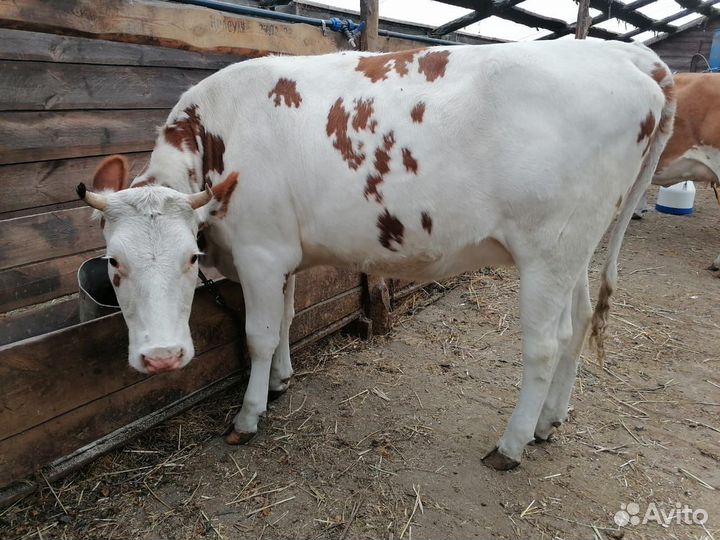 Телка стельная, отел в конце ноября
