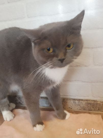 Британская