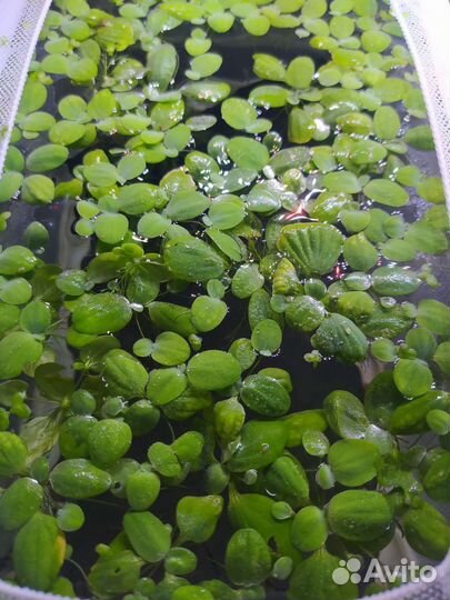 Аквариумные растения/гуппи