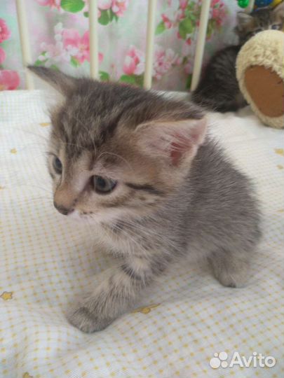 Котята