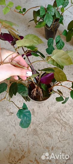 Циссус березка