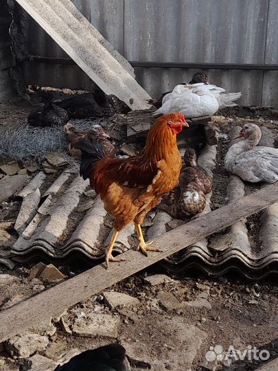 Молодняк птицы