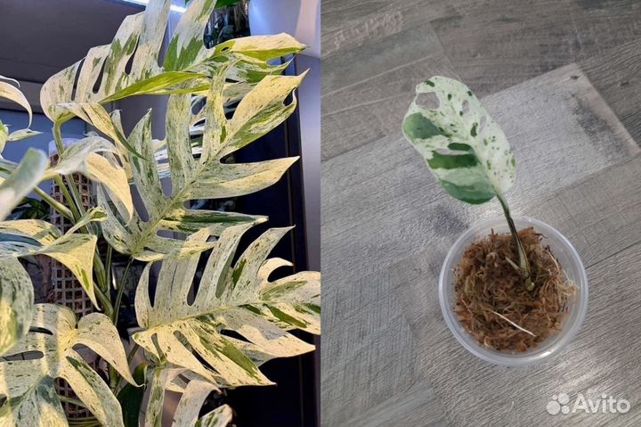 Комнатные растения