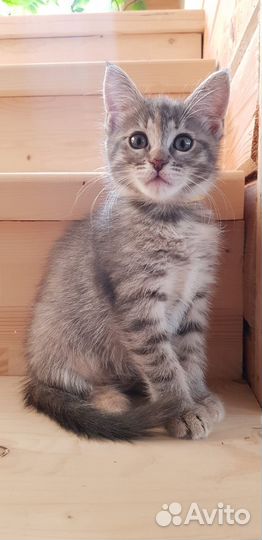 Котенок серый, дымчатый. Девочка, в добрые руки
