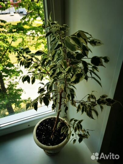 Фикус де Гантель