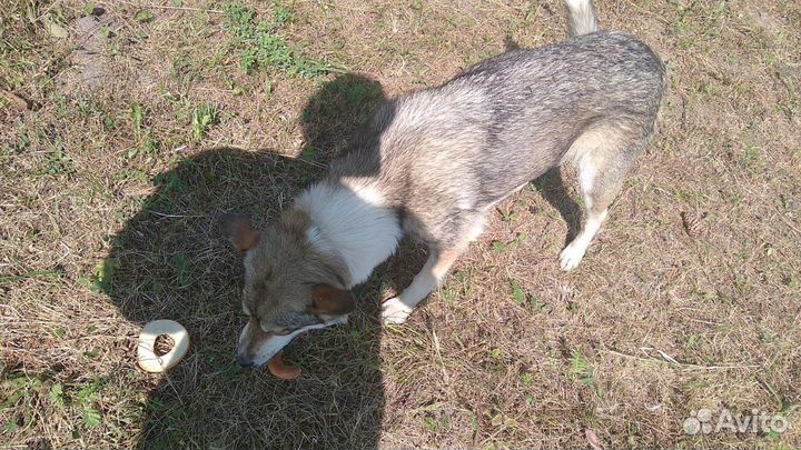 Отдам бесплатно животные чувашская республика