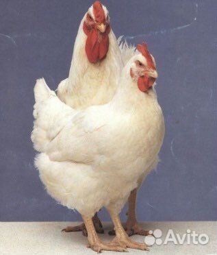 Куры бройлеры