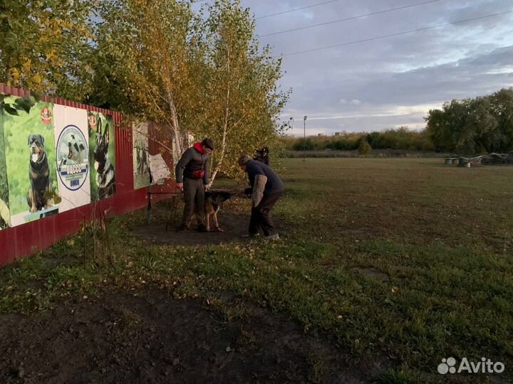 Немецкая овчарка вязка