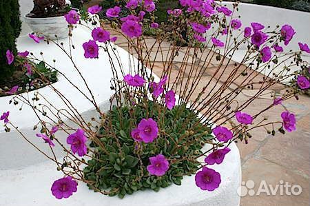 Каландрия (семена)