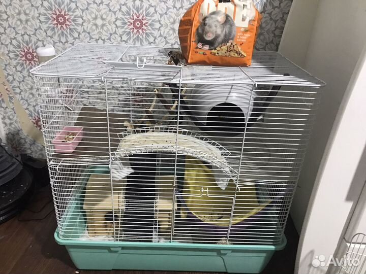 Крыса с клеткой