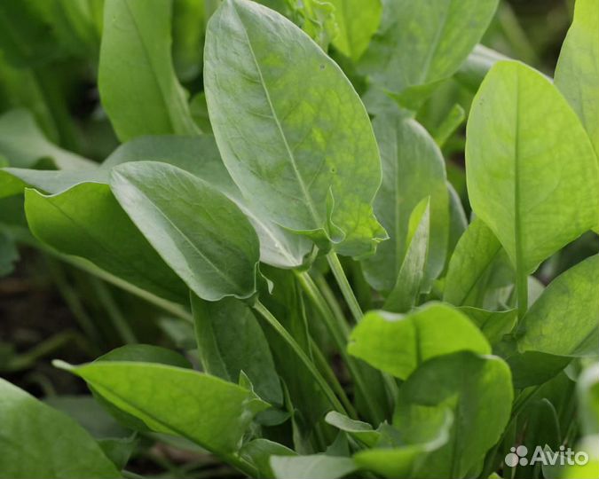 Семена Щавеля 