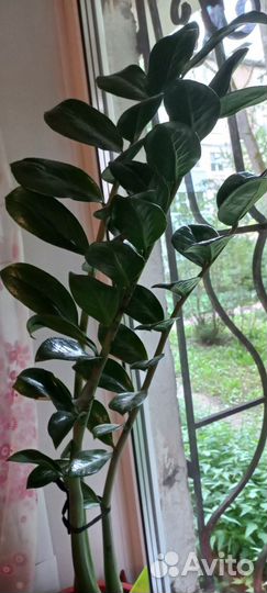 Замиокулькас цветок взрослый