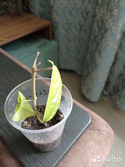 Клеродендрум томпсон