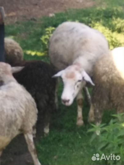 Овцы бараны ягнята