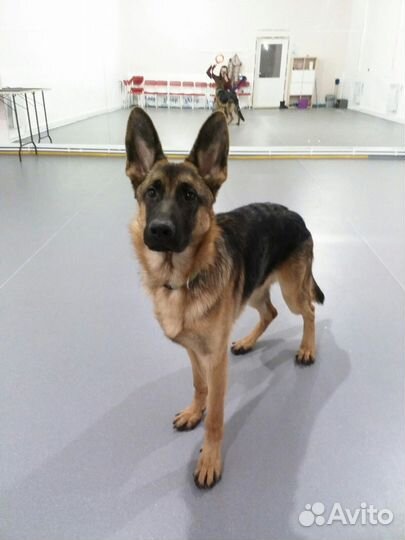 Дрессировка собак. Передержка собак и кошек