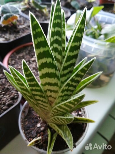 Алое тигровое (соколиные перья)