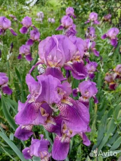 Ирис сортовые