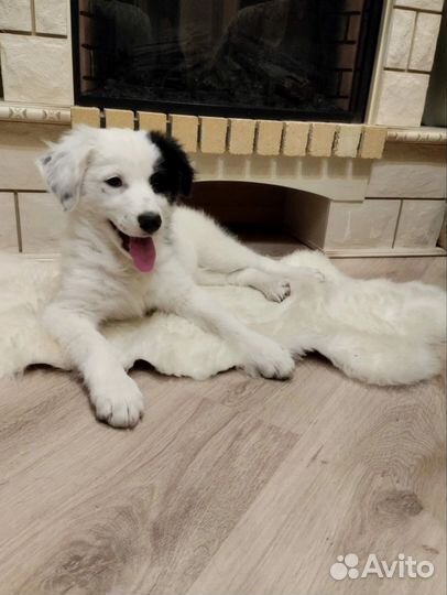 Щенок девочка